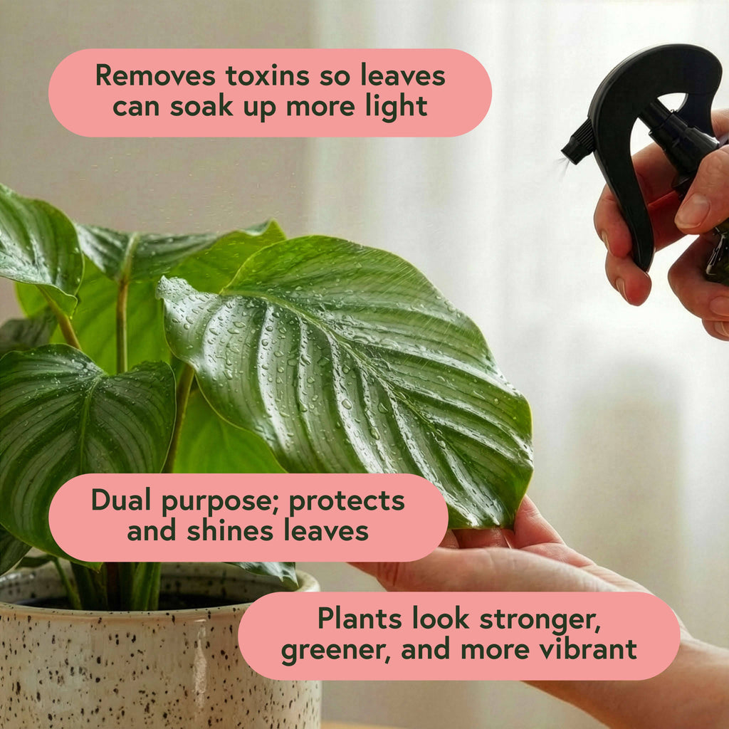 Pest & Shine Kit