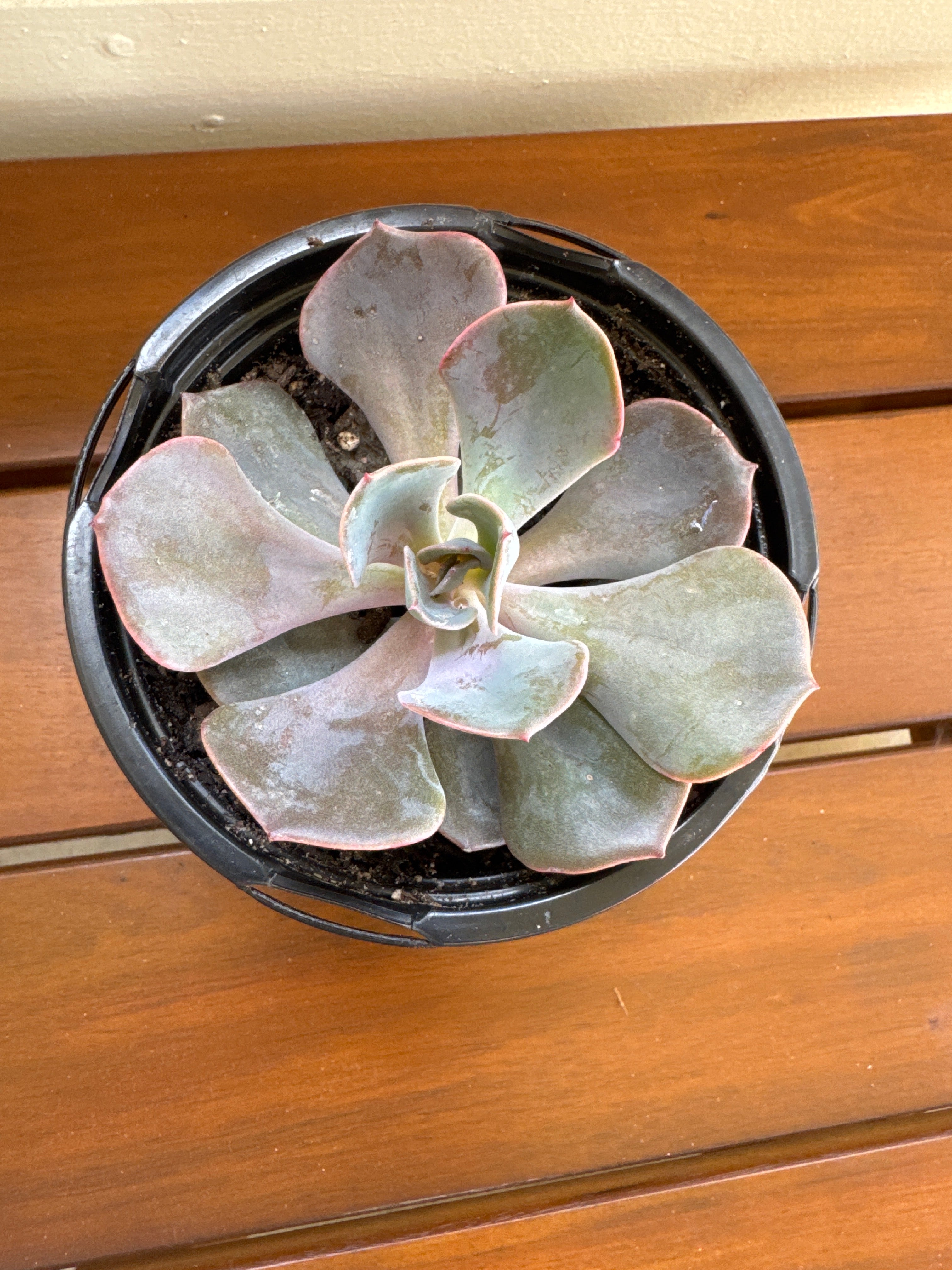 Echeveria Succulent