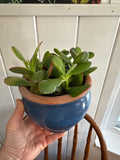 Jade Succulent Upcycled Pot