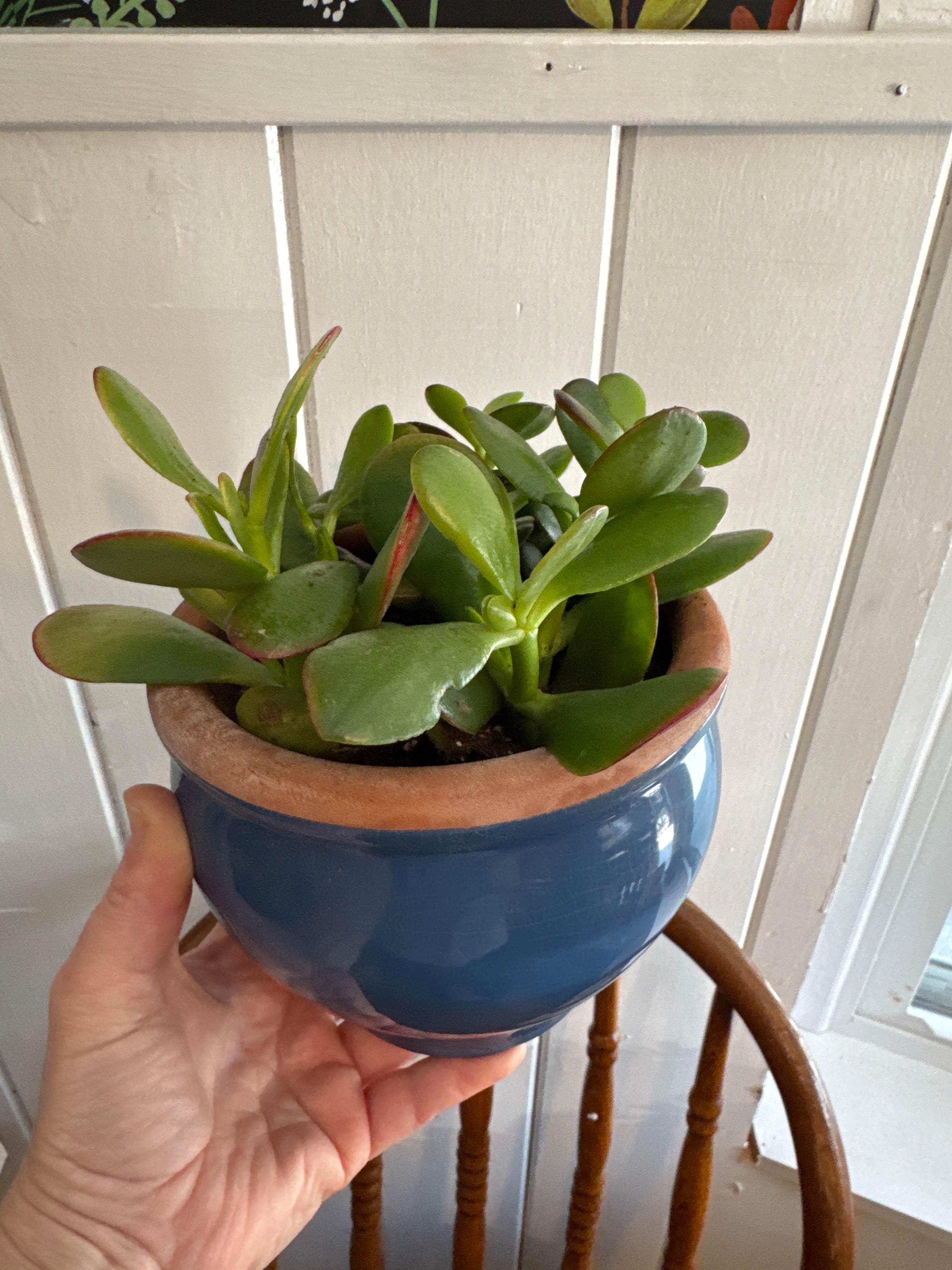 Jade Succulent Upcycled Pot