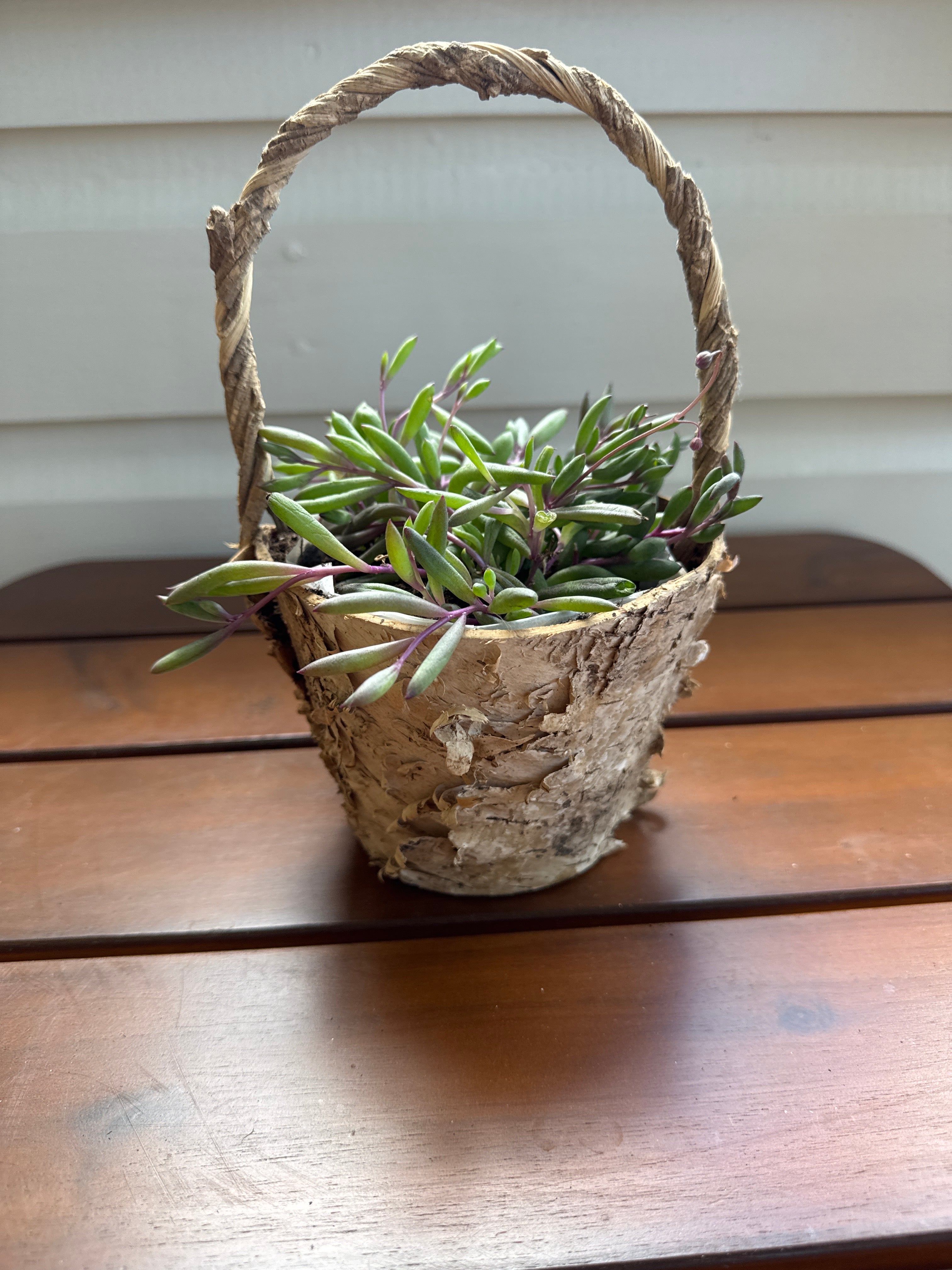 Upcycled Bark Basket Succulent