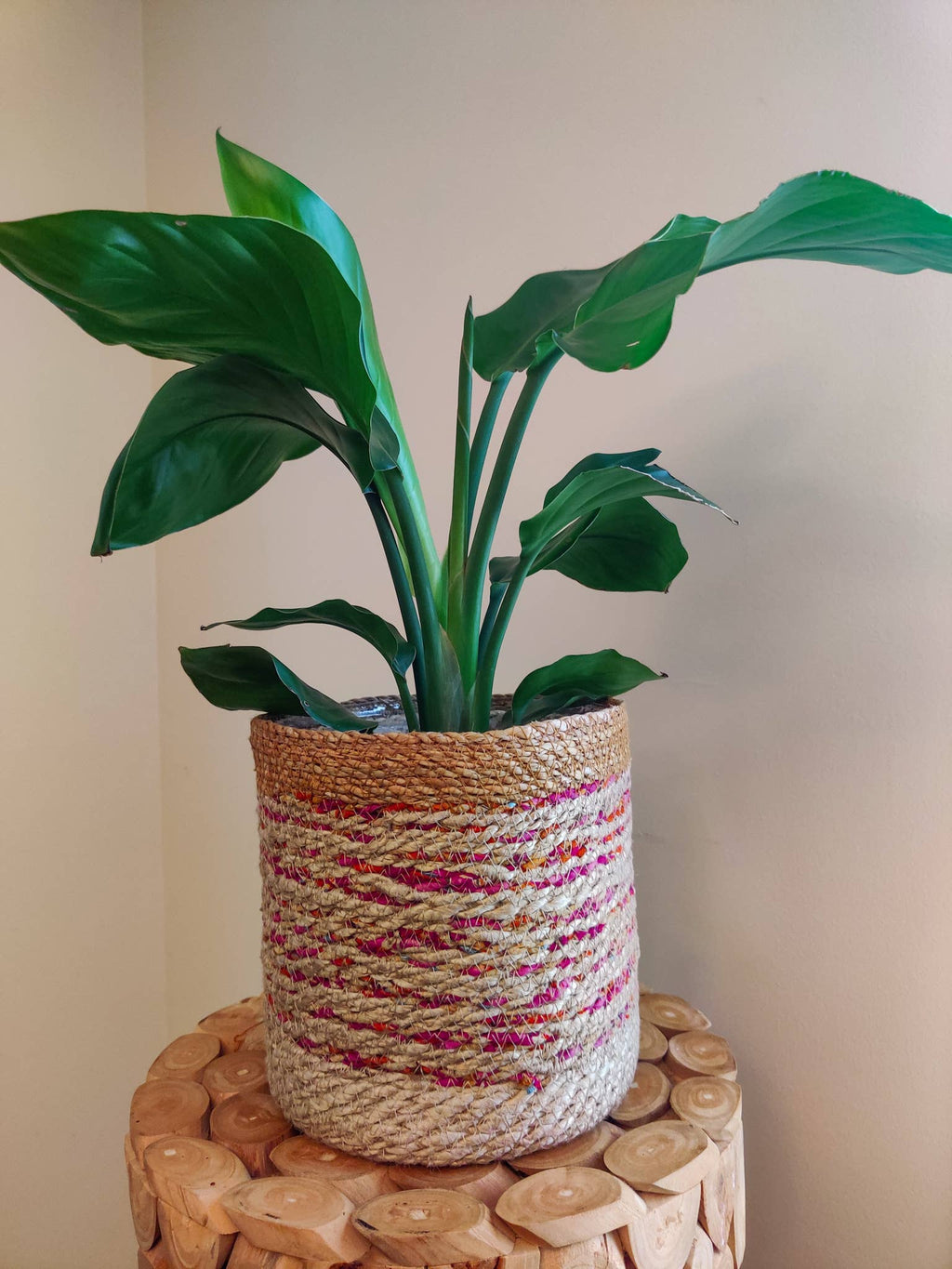 Multicolor Jute Planter