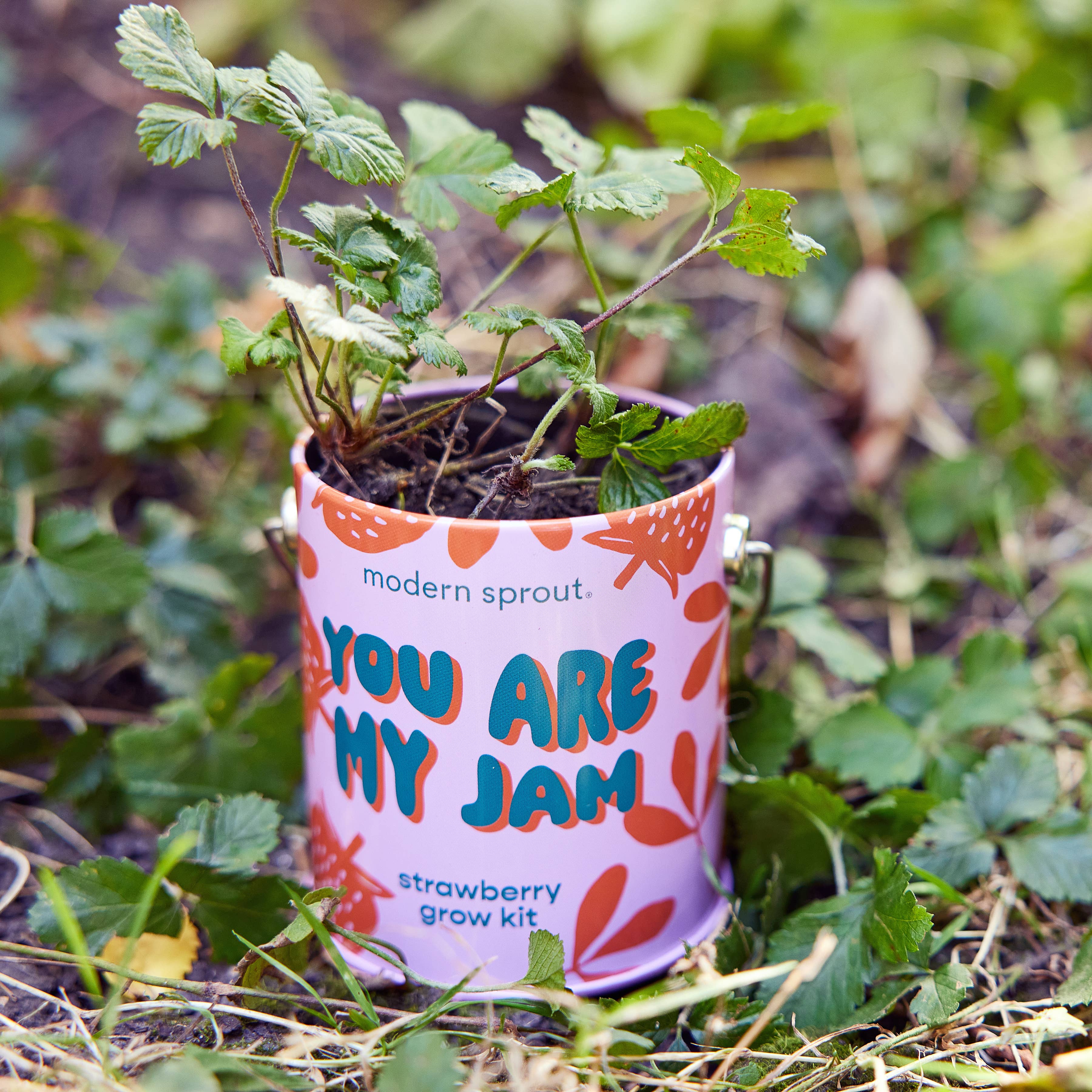 Grow Kit