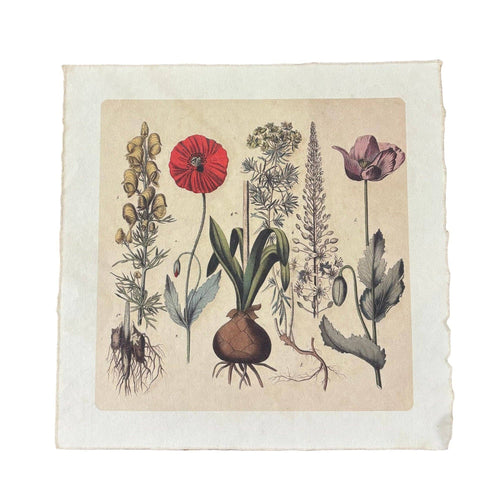 11"x11" Root Bunch - Flora & Fauna Collection