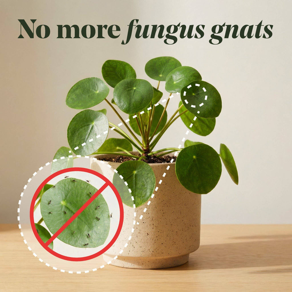 Anti-Gnat Concentrate Drops