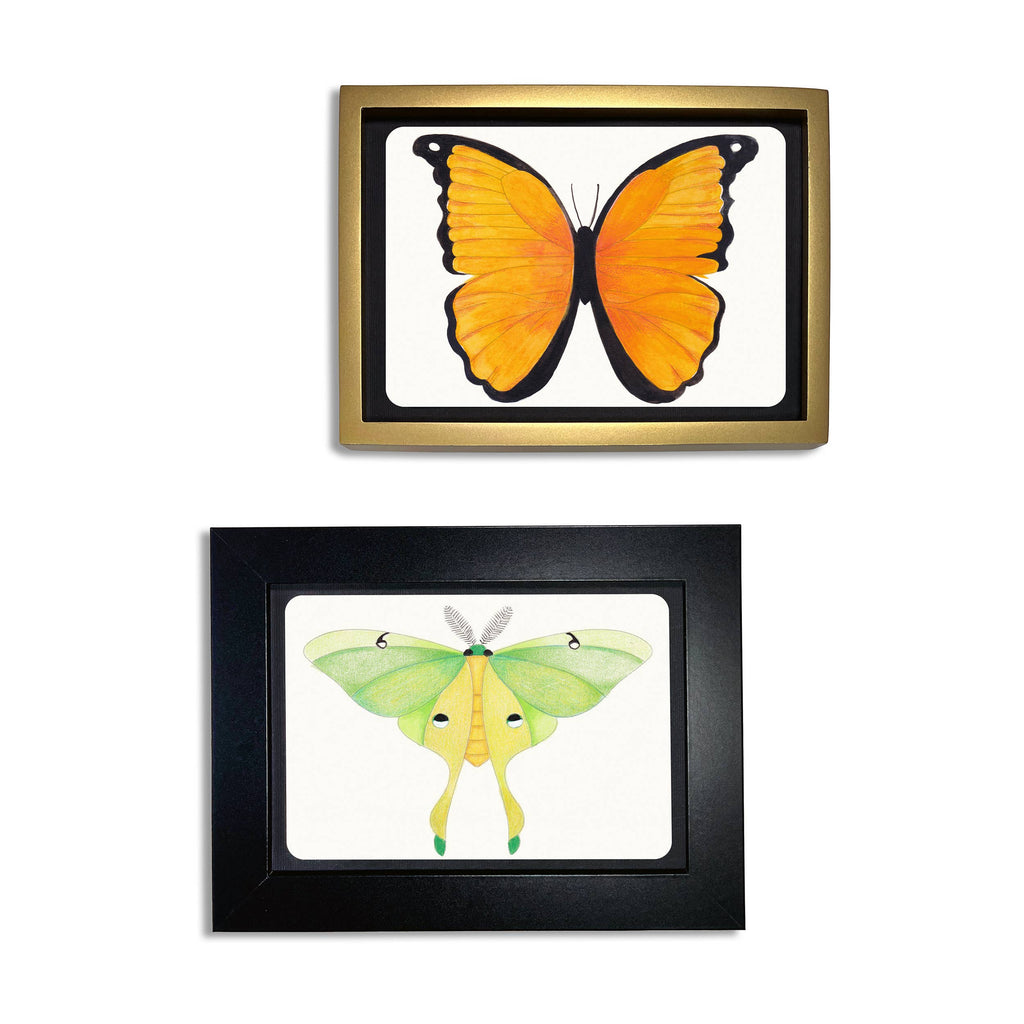 Coloring Postcards Butterfly & Moth Designs (30cards)